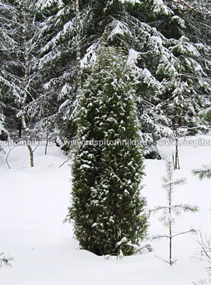Изображения Можжевельника зимой: Заснеженные контуры