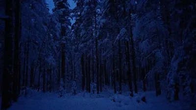 Чудесные фотографии мрачного лесного фона