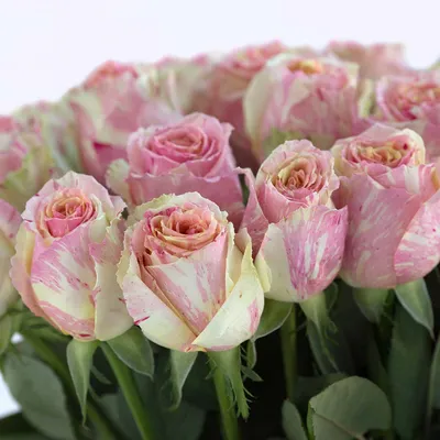 Розы из мрамора - выберите размер и формат для скачивания