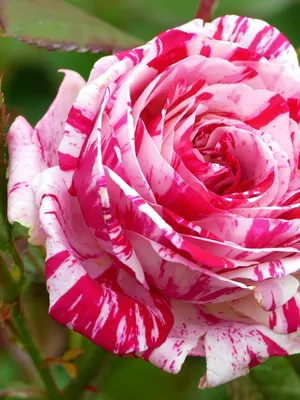 Декоративные мраморные розы в высоком разрешении