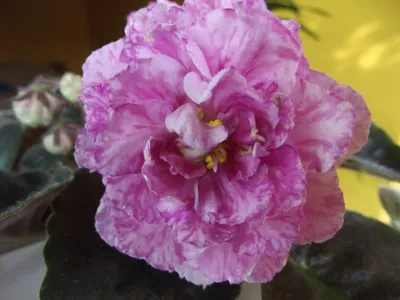 Мраморные розы: красота и роскошь на вашем экране