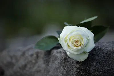 Фото мраморных роз в формате jpg, доступны все размеры