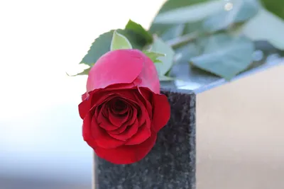 Фотка мраморных роз - выберите размер и формат