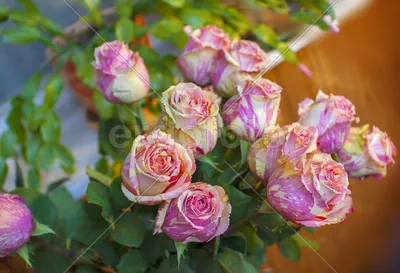 Фото мраморных роз для любителей роскоши