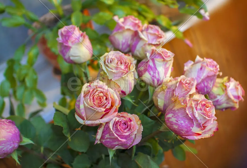 3D Фотообои «Объемные розы под мрамор» - купить в Москве, цена в Интернет-магазине Обои 3D