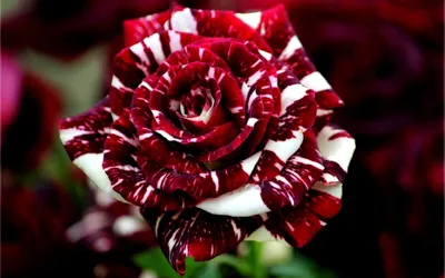Мраморные розы: красота в каждой детали