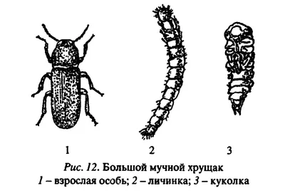 Мучной жук на фото: удивительные моменты из его жизни