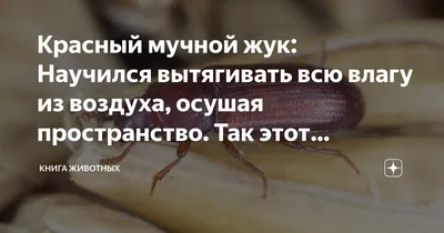 Мучной жук на фото: удивительные моменты из его жизни