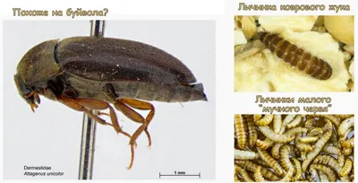 Фото Мучного жука в хорошем качестве