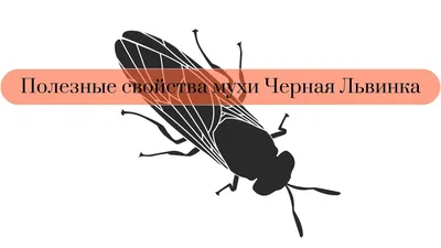 Загадочная муха черная львинка на фото: природное великолепие