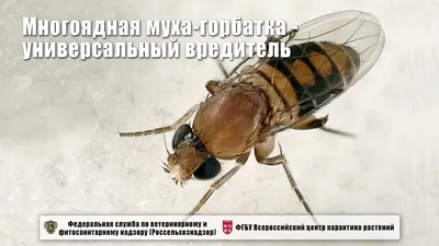 Фото Мухи горбатки в WebP формате