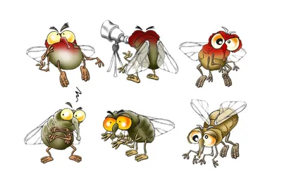 Забавные фото мухи: насладитесь этими смешными фотографиями