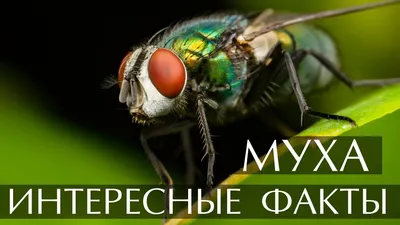 Фото мухи: удивительный мир насекомых