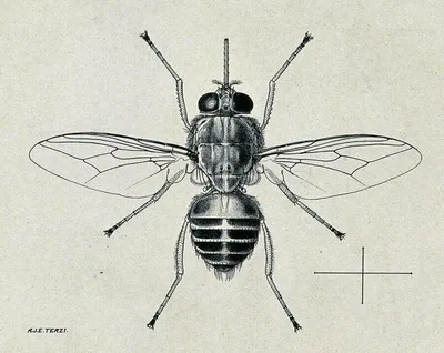 Фото Муха цеце в профессиональном качестве
