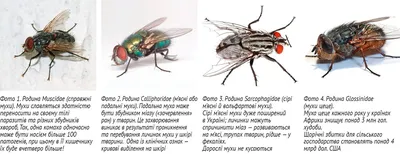 Фотографии мухи цеце: уникальные детали и моменты.