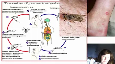 Муха цеце на фото: уникальные ракурсы и детали.