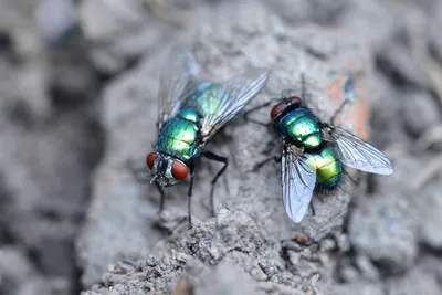 Фото мухи с возможностью выбора размера