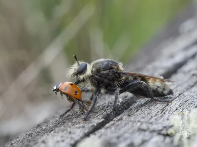 Фотография мухи с макро объективом