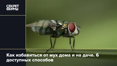 Фотография мухи с яркими красками