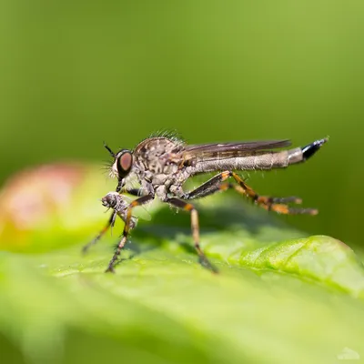 Фотография мухи с удивительной детализацией