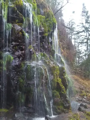 Картинки Мухи в хорошем качестве