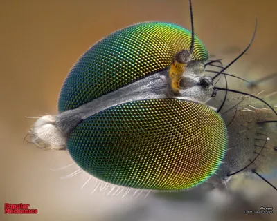 Подробные фото мух: скачать бесплатно в различных форматах
