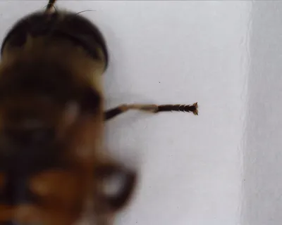 HD изображение мухи для скачивания