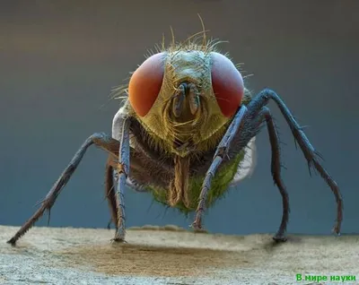 Уникальные фото мух в HD: скачать бесплатно в различных форматах