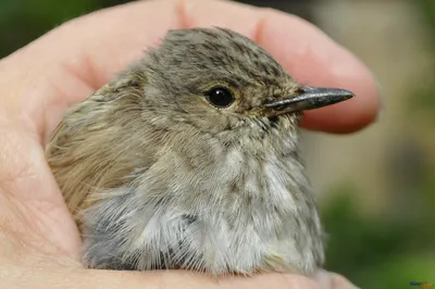 Шикарное изображение Мухоловки птицы для скачивания