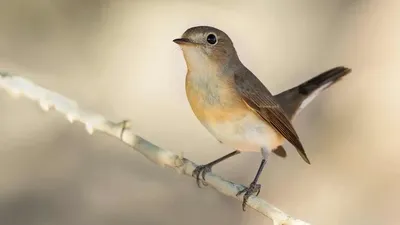 Великолепное изображение Мухоловки птицы: выберите свою версию