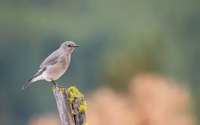 Качественное изображение Мухоловки птицы для скачивания