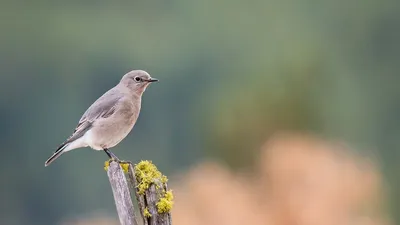 Фотографии Мухоловки в живых цветах