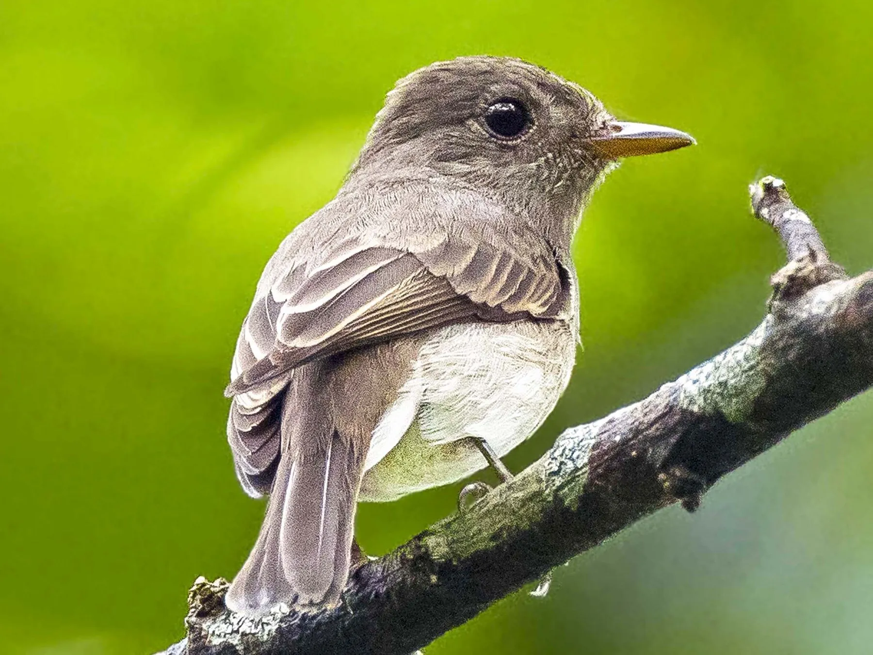 МУХОЛОВКА-ПЕСТРУШКА (Ficedula hypoleuca) - Фауна Беларуси