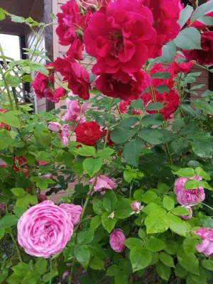 Изысканные фотографии мульчирования роз в формате webp