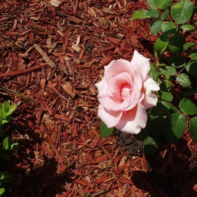 Большие фотографии мульчирования роз: возможности скачивания webp