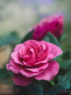 Удивительные изображения мульчирования роз в разных размерах