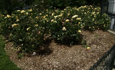 Изображения мульчирования роз в разных форматах