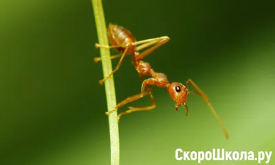 Фото муравья для детей - красочные картинки для скачивания