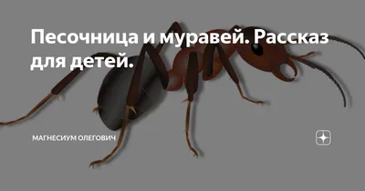 Удивительные фотографии муравьев для детей: познакомьтесь с их удивительным миром