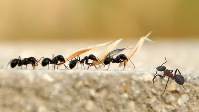 Фотографии муравьев в увеличении: взгляд на мир с непривычной стороны