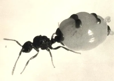 Фото Муравей увеличенное: мир муравьев в мельчайших деталях