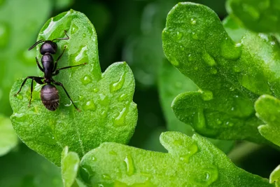 Фотографии муравьев с высокой детализацией