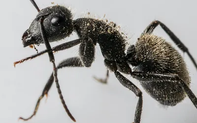 Фотографии муравьев в формате WebP