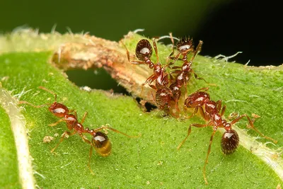 Фото муравьев в полном разрешении