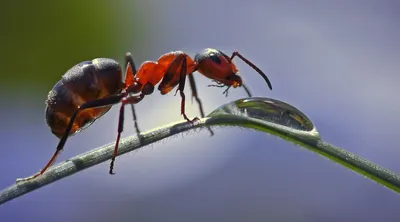 Фото муравьев для дизайнеров и художников