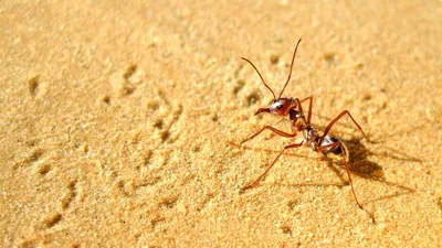 Скачать бесплатно фото муравьев в разных размерах