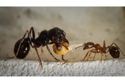 Изображения муравьев в Full HD