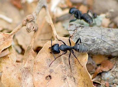 Картинки муравьев для скачивания