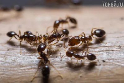 Фотографии муравьев в хорошем качестве