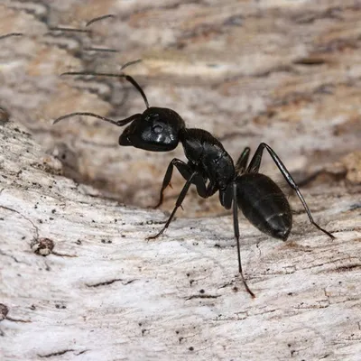 Фото муравьев в разных ракурсах